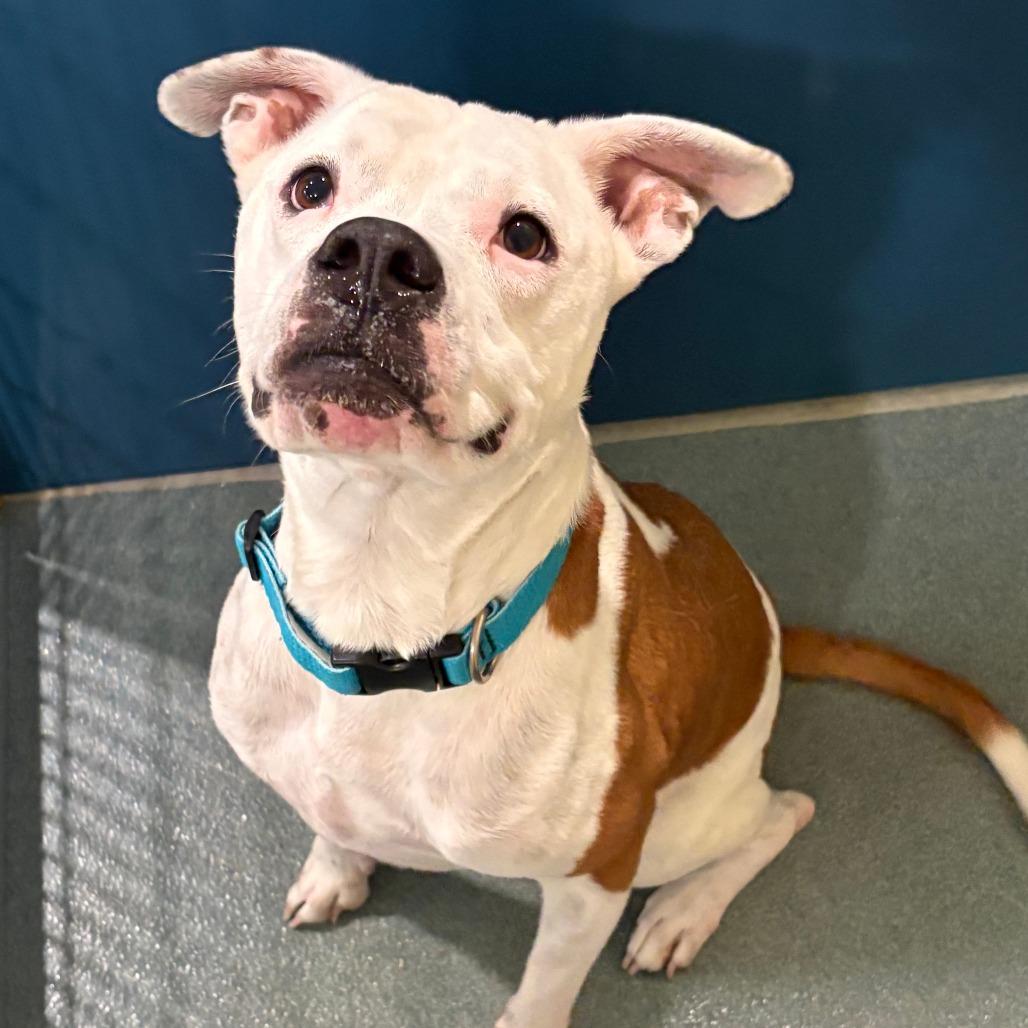 Enlarge Miami, a Adoptable mixed breed in Chesapeake, VA image 2/3