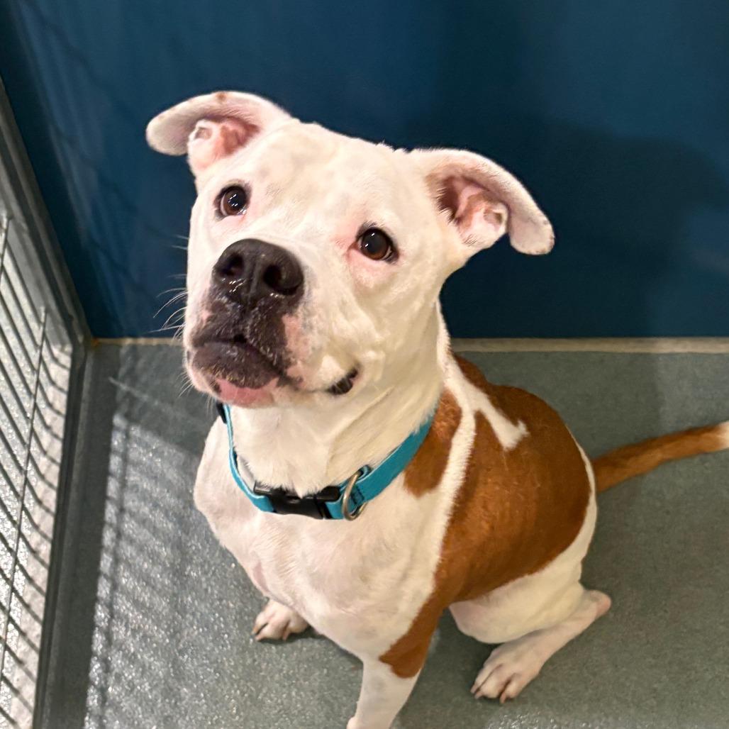 Enlarge Miami, a Adoptable mixed breed in Chesapeake, VA image 3/3