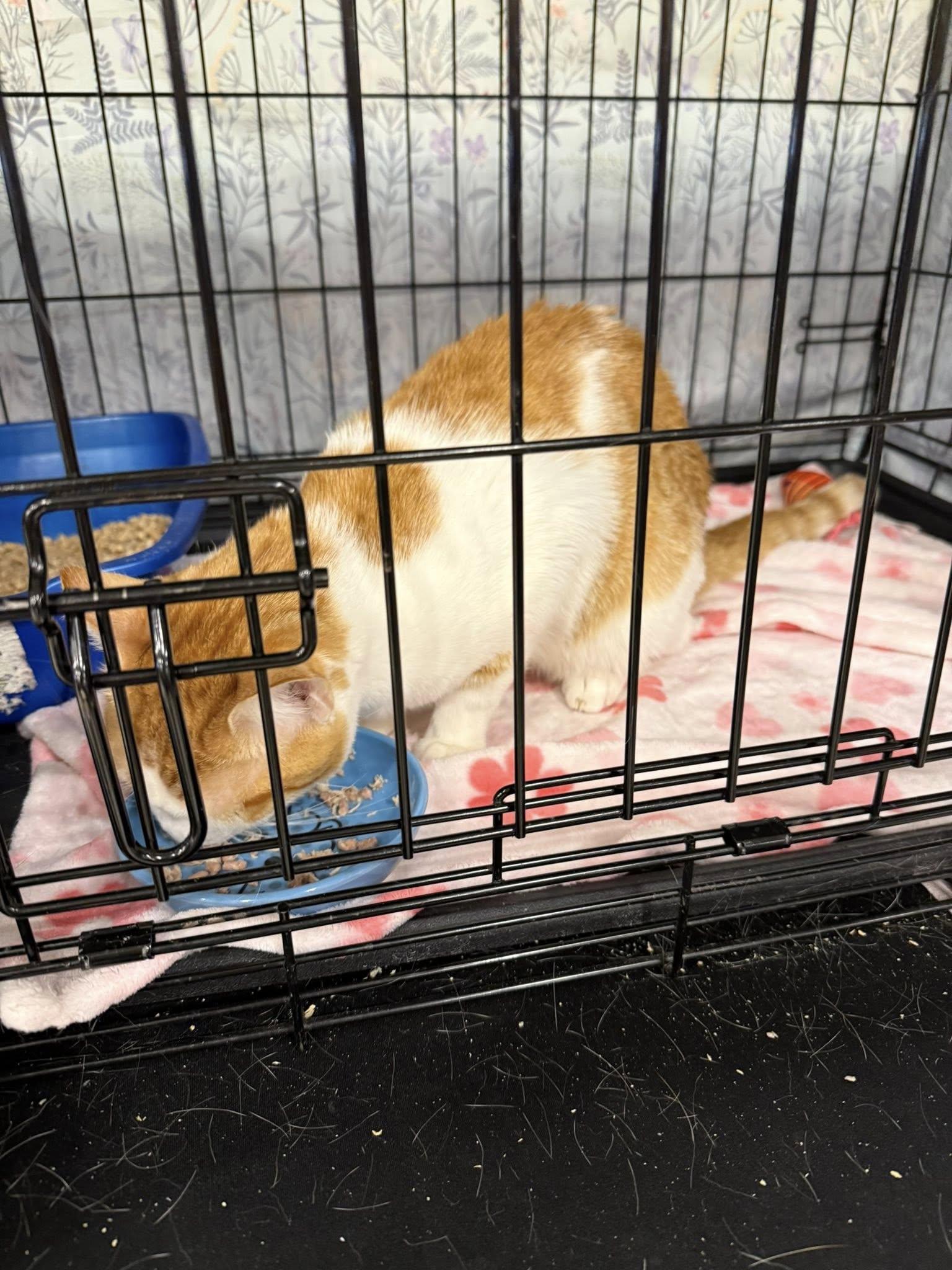 Enlarge Frankie Knucles, a ADOPTABLE Domestic Short Hair in Clarksville, TN image 2/5