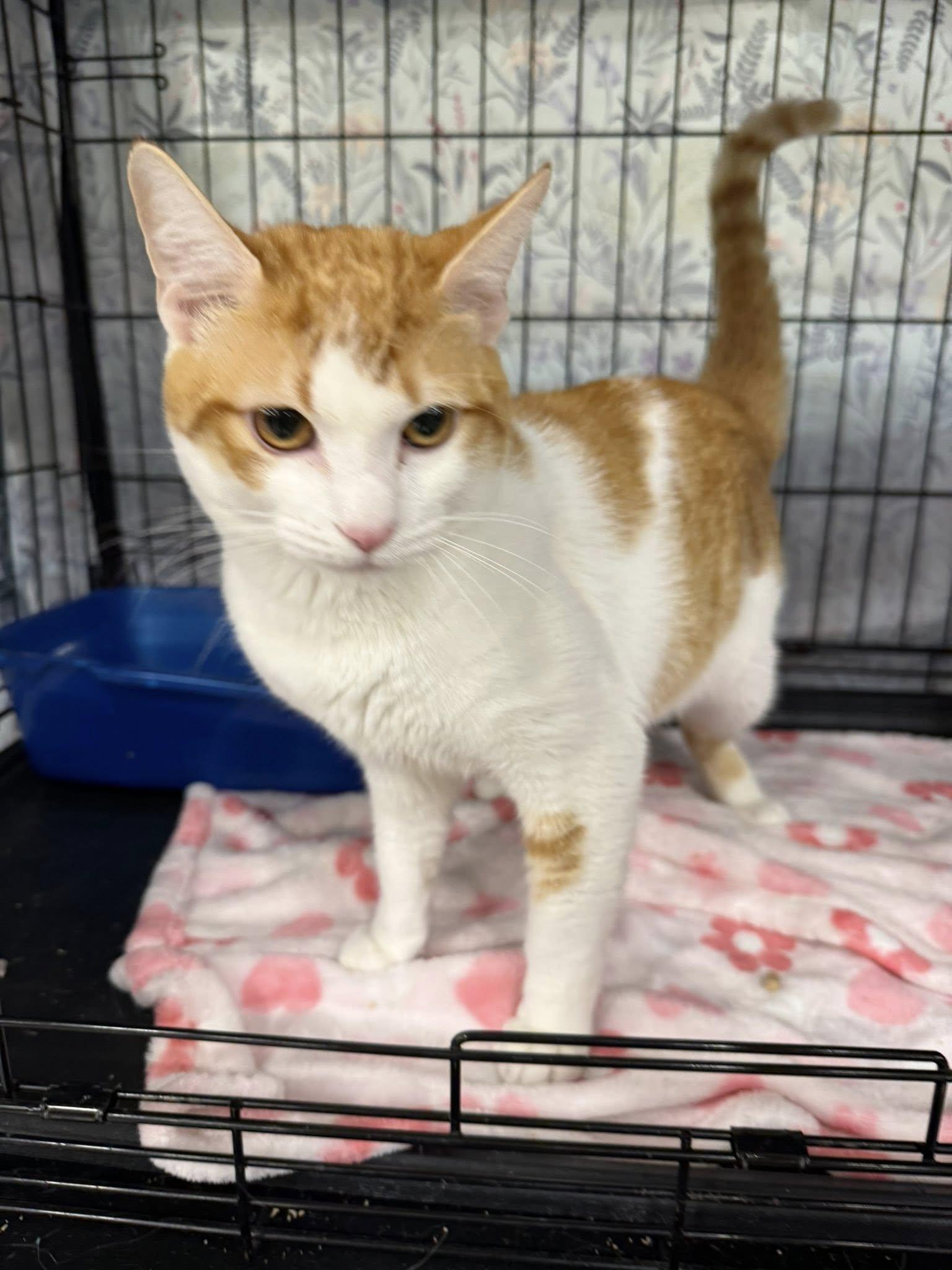Enlarge Frankie Knucles, a ADOPTABLE Domestic Short Hair in Clarksville, TN image 3/5