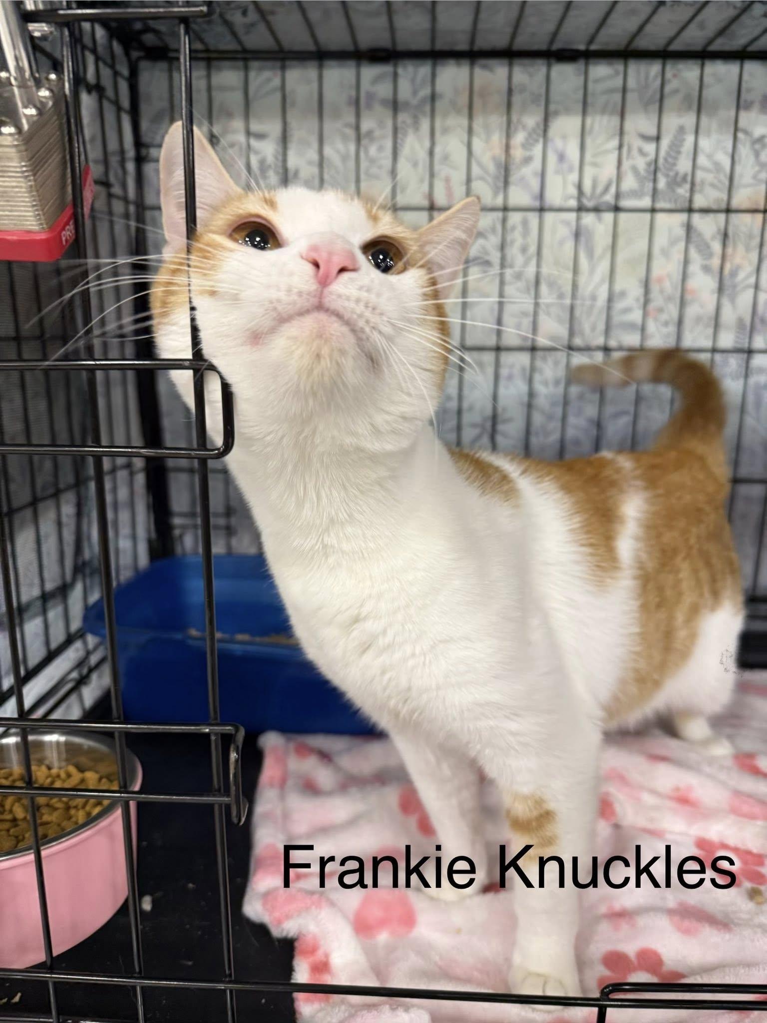 Frankie Knucles, ADOPTABLE, Kitten Male Domestic Short Hair.