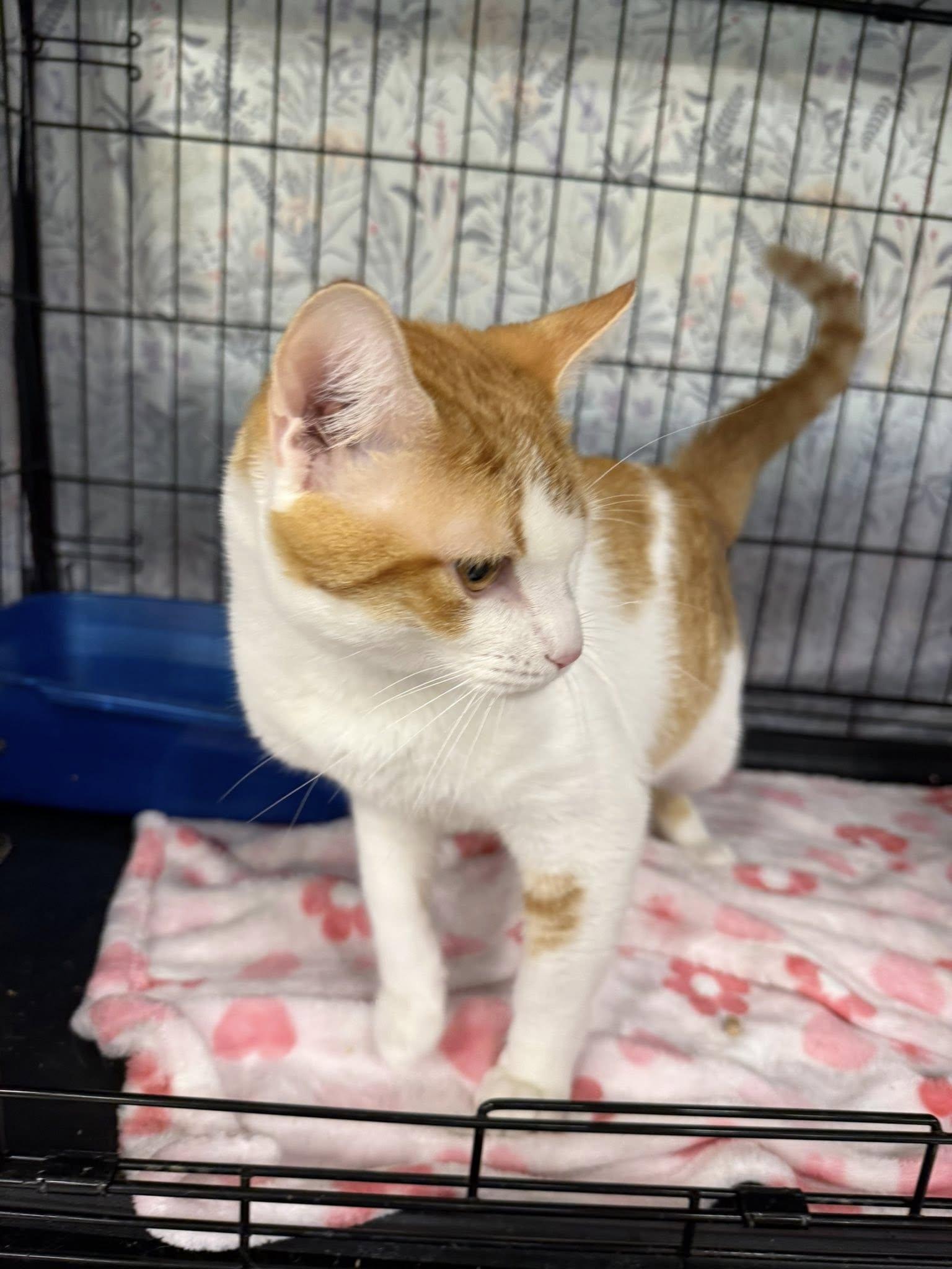 Enlarge Frankie Knucles, a ADOPTABLE Domestic Short Hair in Clarksville, TN image 4/5