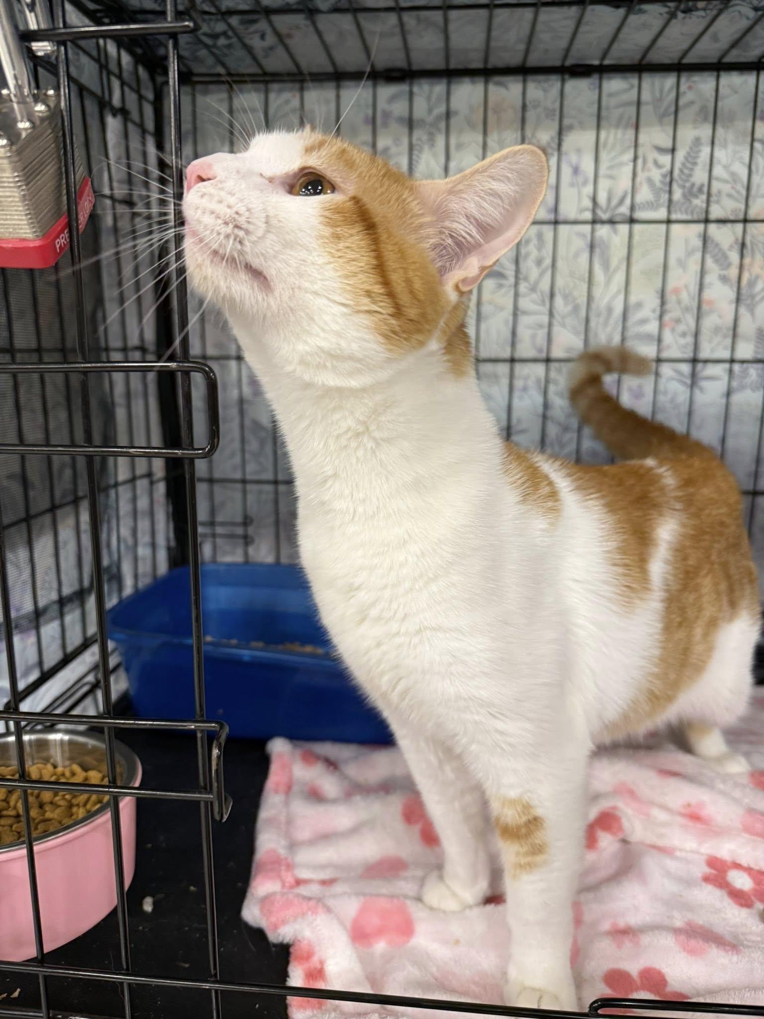 Enlarge Frankie Knucles, a ADOPTABLE Domestic Short Hair in Clarksville, TN image 5/5