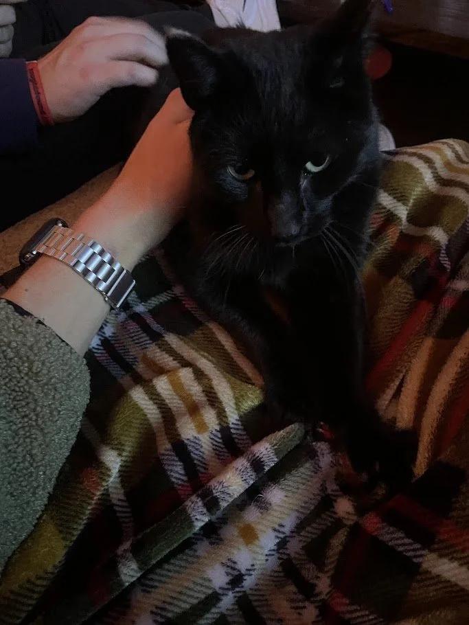 Jensen, ADOPTABLE, Adult Male Domestic Short Hair.