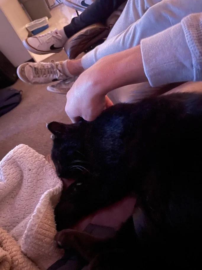 Jensen, a ADOPTABLE Domestic Short Hair in Winona, MN image 2/6