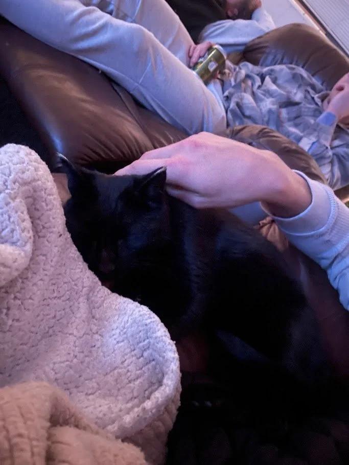 Jensen, a ADOPTABLE Domestic Short Hair in Winona, MN image 3/6