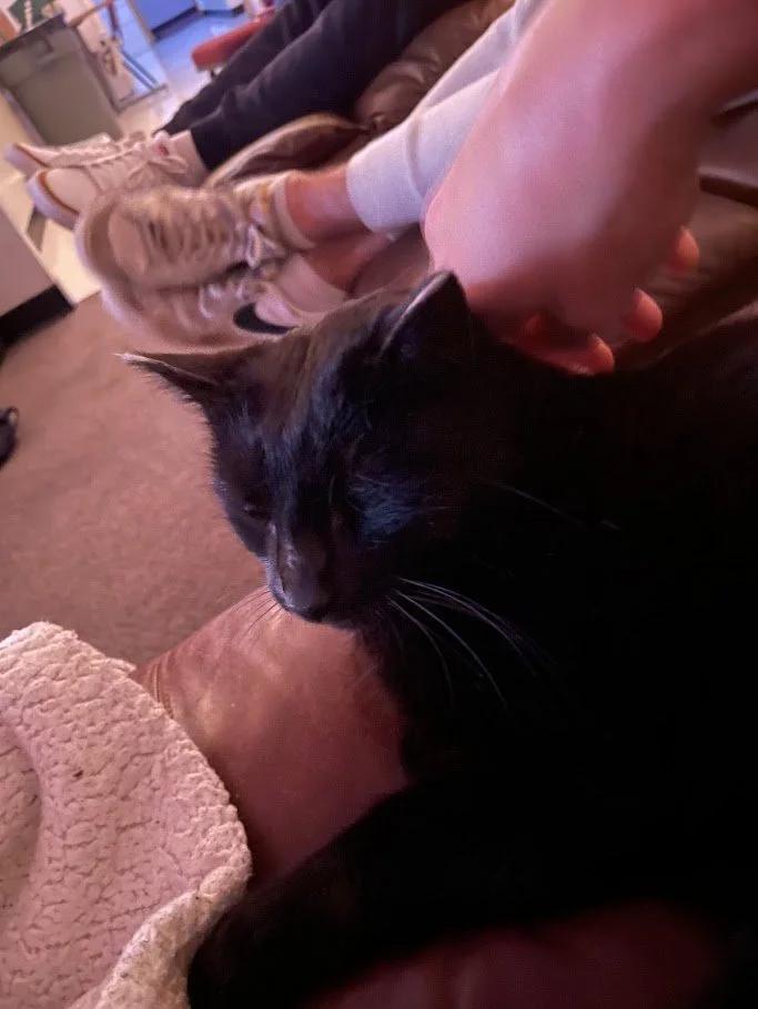 Jensen, a ADOPTABLE Domestic Short Hair in Winona, MN image 4/6