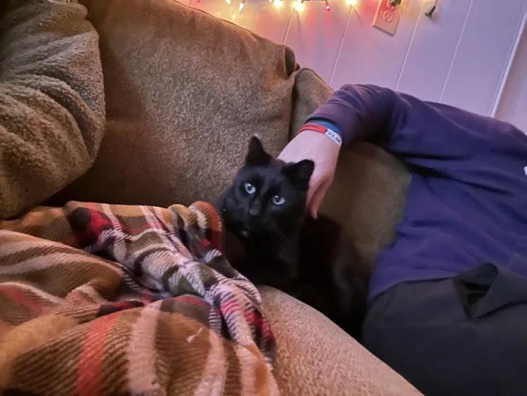 Jensen, a ADOPTABLE Domestic Short Hair in Winona, MN image 5/6