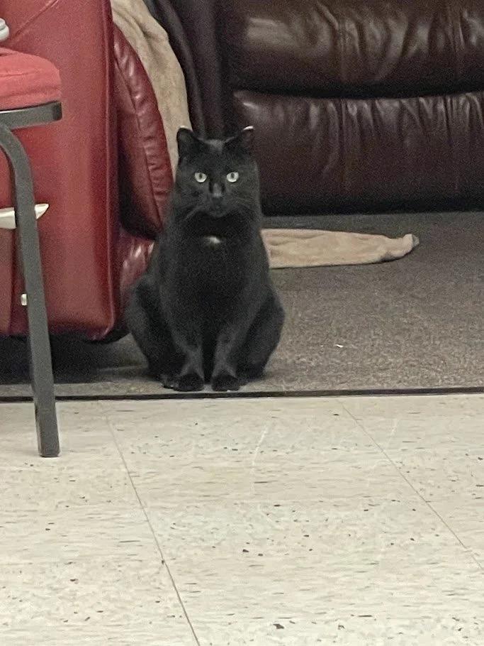 Jensen, a ADOPTABLE Domestic Short Hair in Winona, MN image 6/6