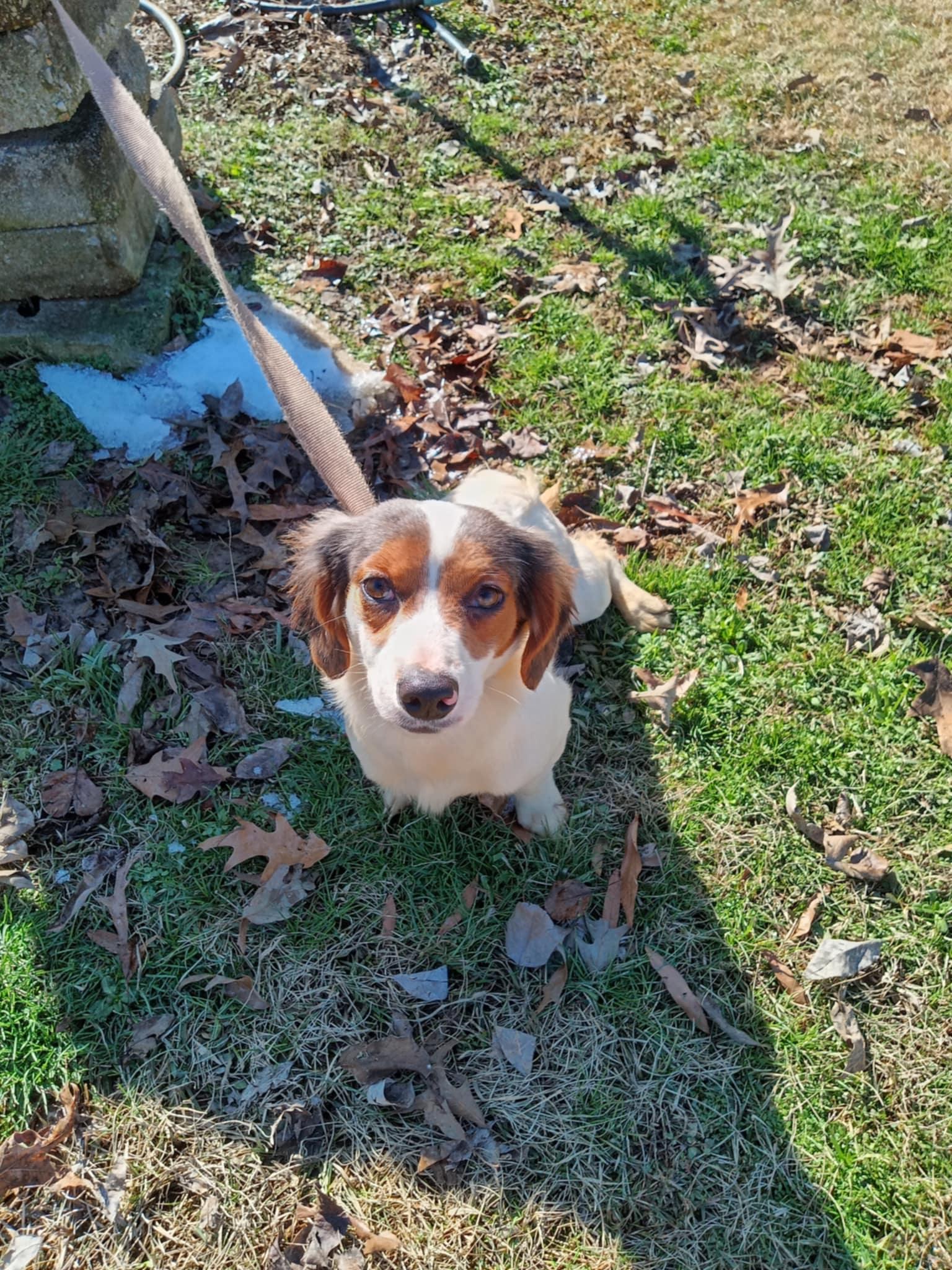 Willow, Adopted, Young Female Chihuahua & Dachshund.