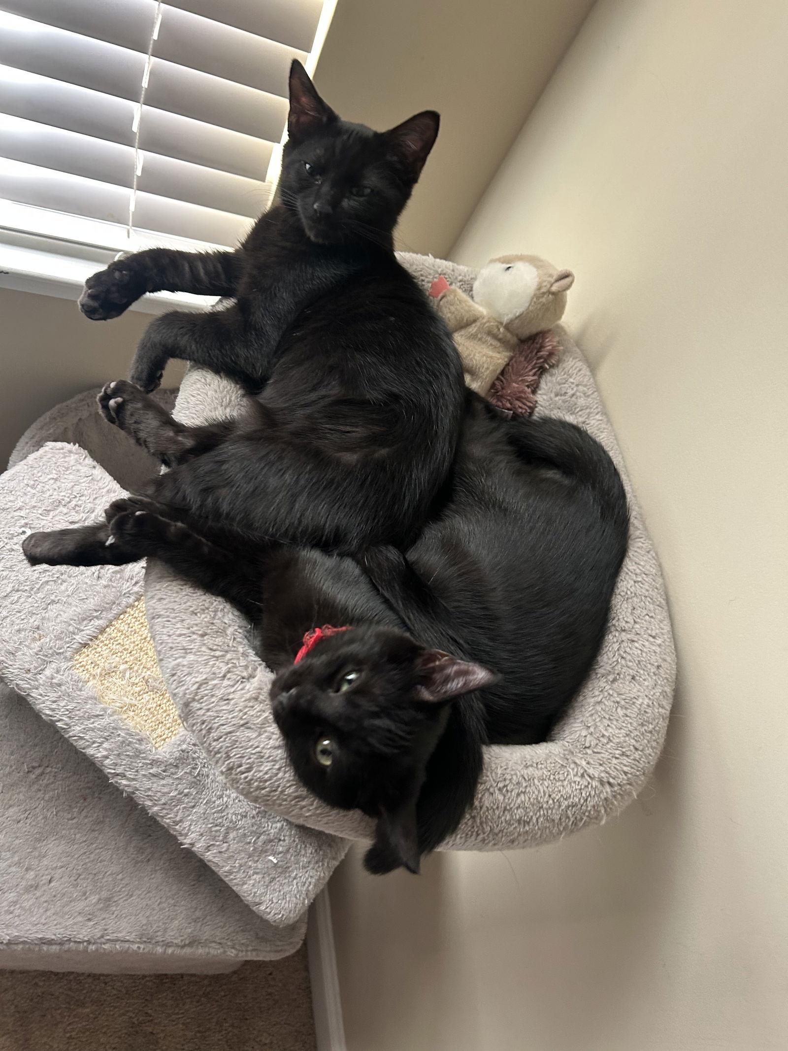 Grip, Adoptable, Kitten Male Domestic Short Hair.