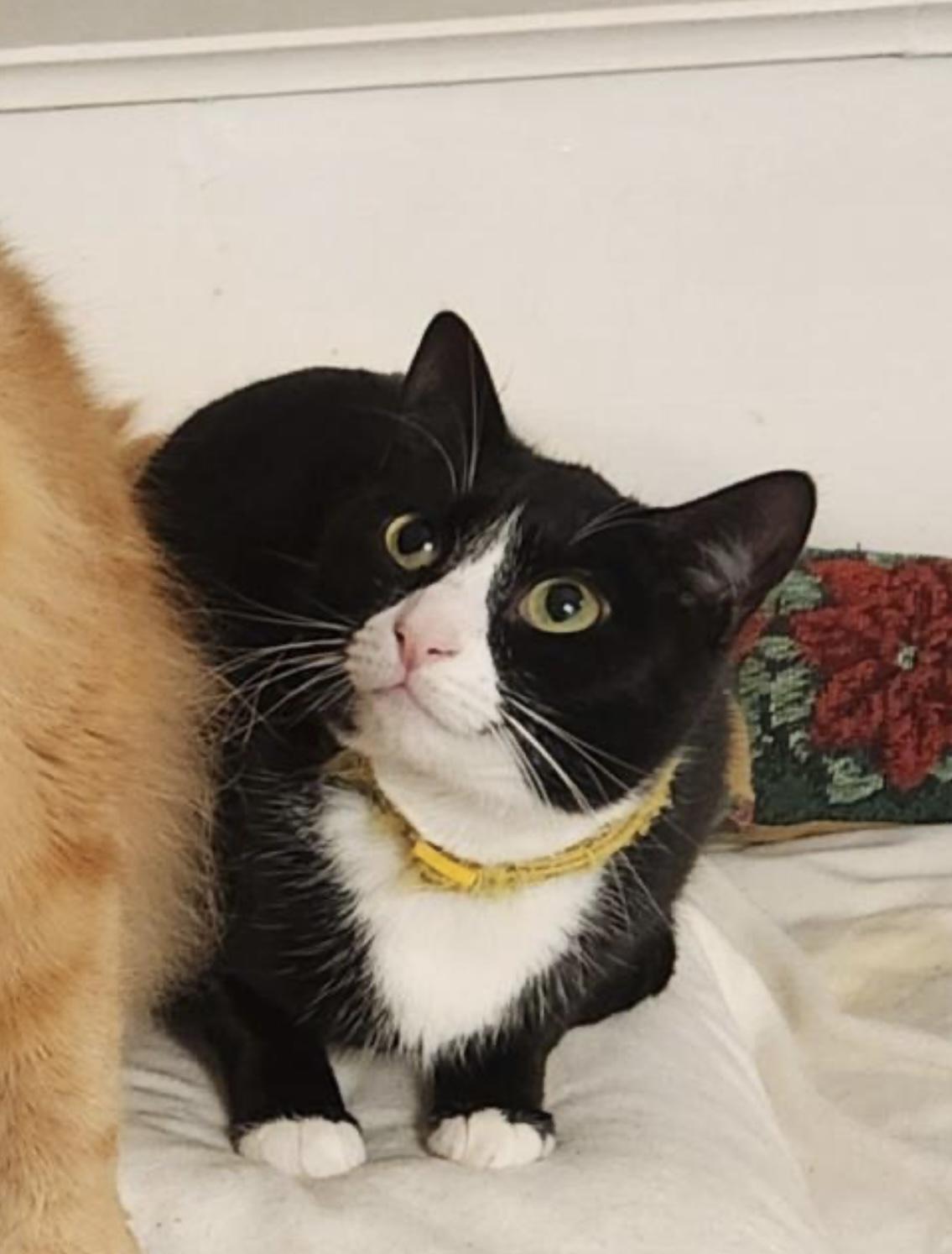 Enlarge Harley, a Adoptable Domestic Short Hair in Chilliwack, BC image 1/2