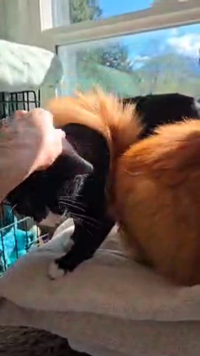 Enlarge Harley, a Adoptable Domestic Short Hair in Chilliwack, BC video 2/2