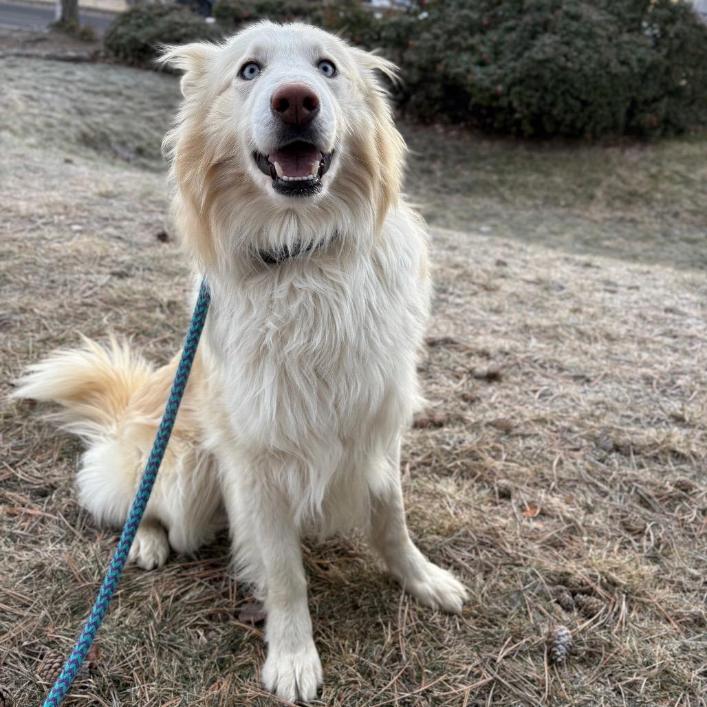 Enlarge Merlin, a Adoptable Mixed Breed in Spokane, WA image 2/3