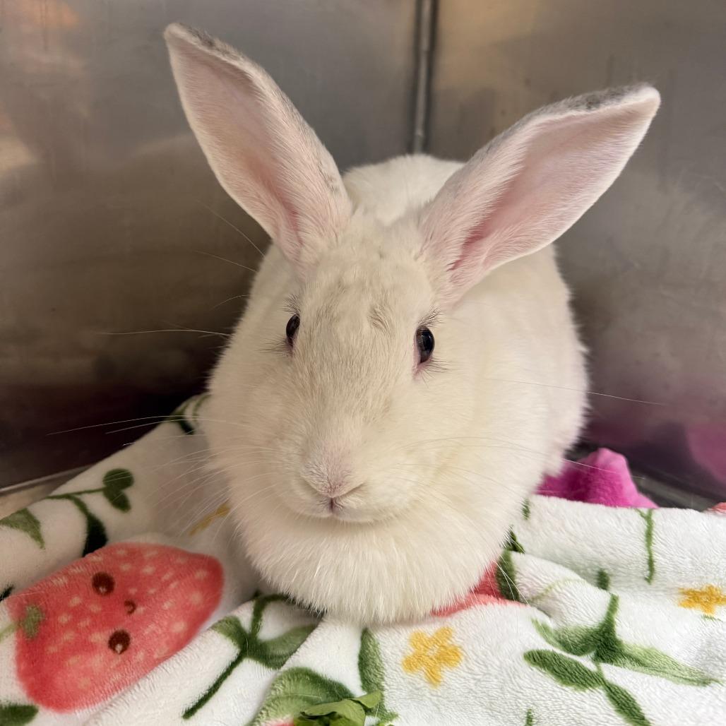 Soy Bean, Adoptable, Adult Female American.