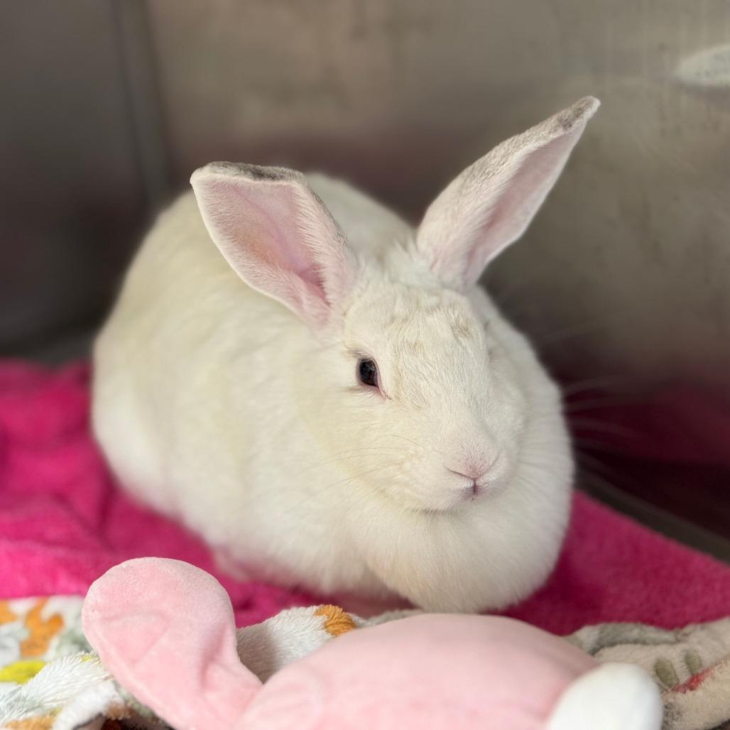 Soy Bean, a Adoptable American in Richmond, CA image 2/6