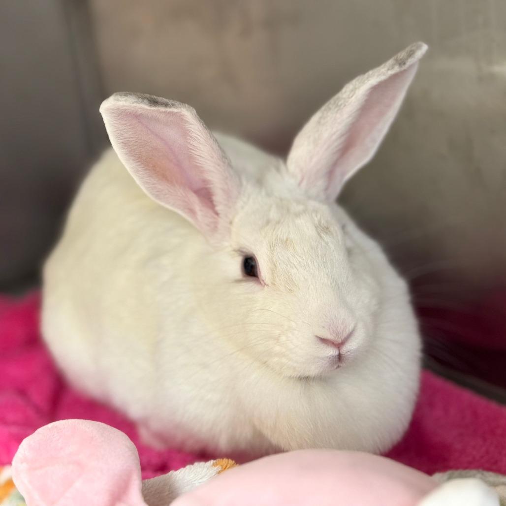 Soy Bean, a Adoptable American in Richmond, CA image 3/6