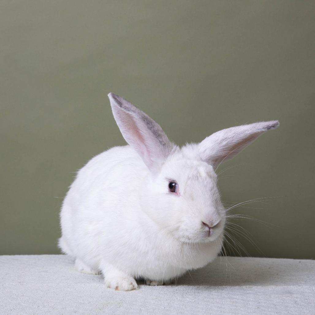 Soy Bean, a Adoptable American in Richmond, CA image 4/6
