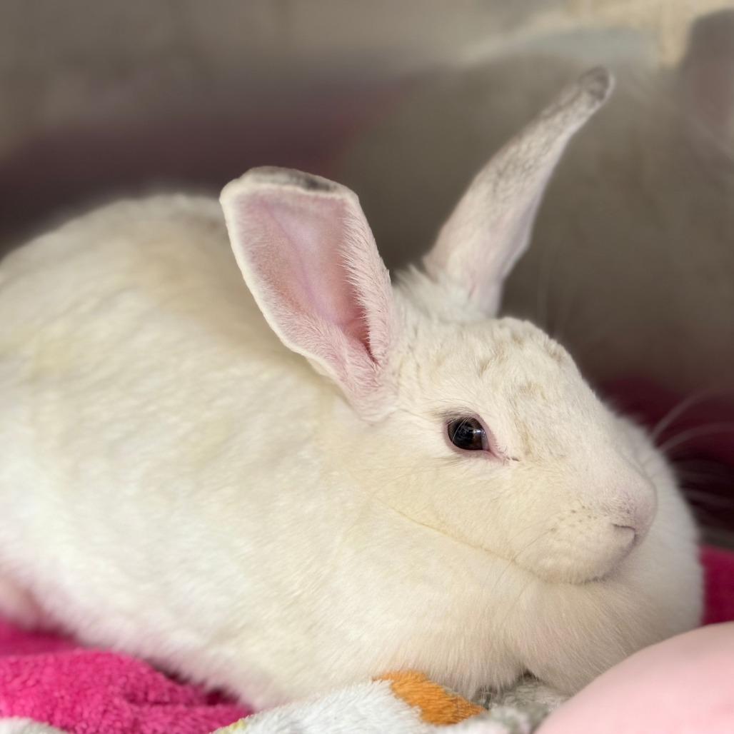 Soy Bean, a Adoptable American in Richmond, CA image 5/6