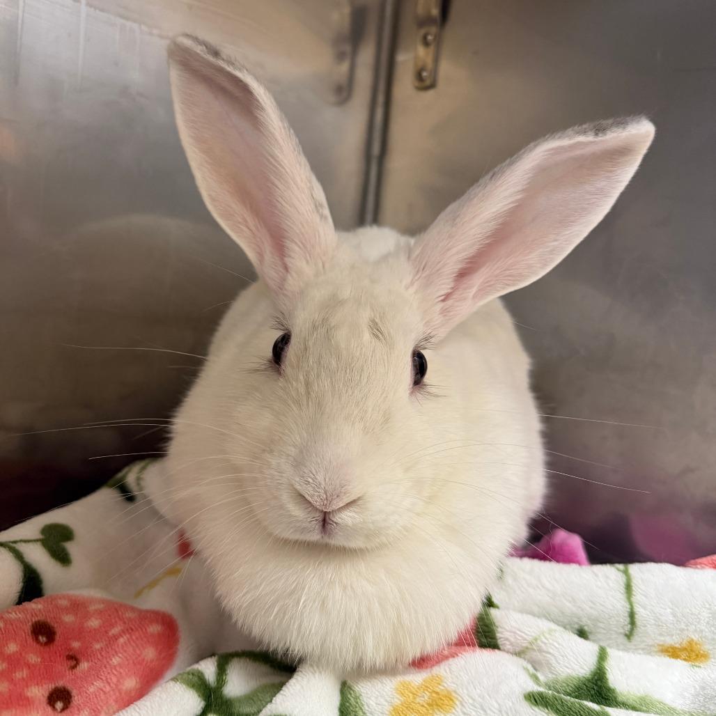 Soy Bean, a Adoptable American in Richmond, CA image 6/6