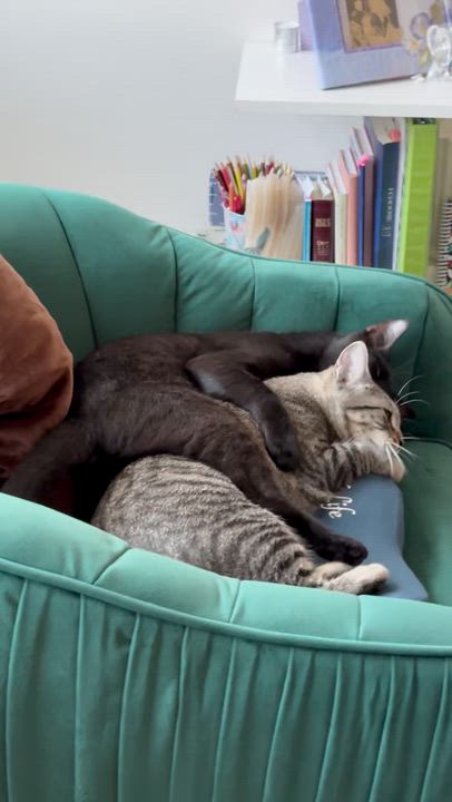 Enlarge Precious and Beau, a Adoptable Domestic Short Hair in Mount Pleasant, SC video 2/2