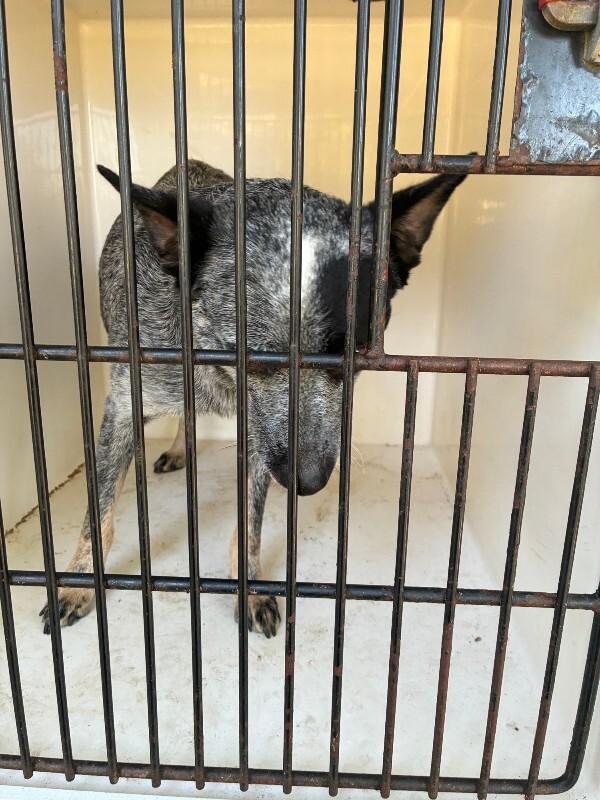 Celia, Adoptable, Adult Female Cattle Dog.