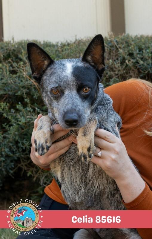 Enlarge Celia, a Adoptable Cattle Dog in Mobile, AL image 2/3