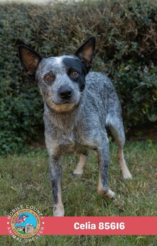 Enlarge Celia, a Adoptable Cattle Dog in Mobile, AL image 3/3