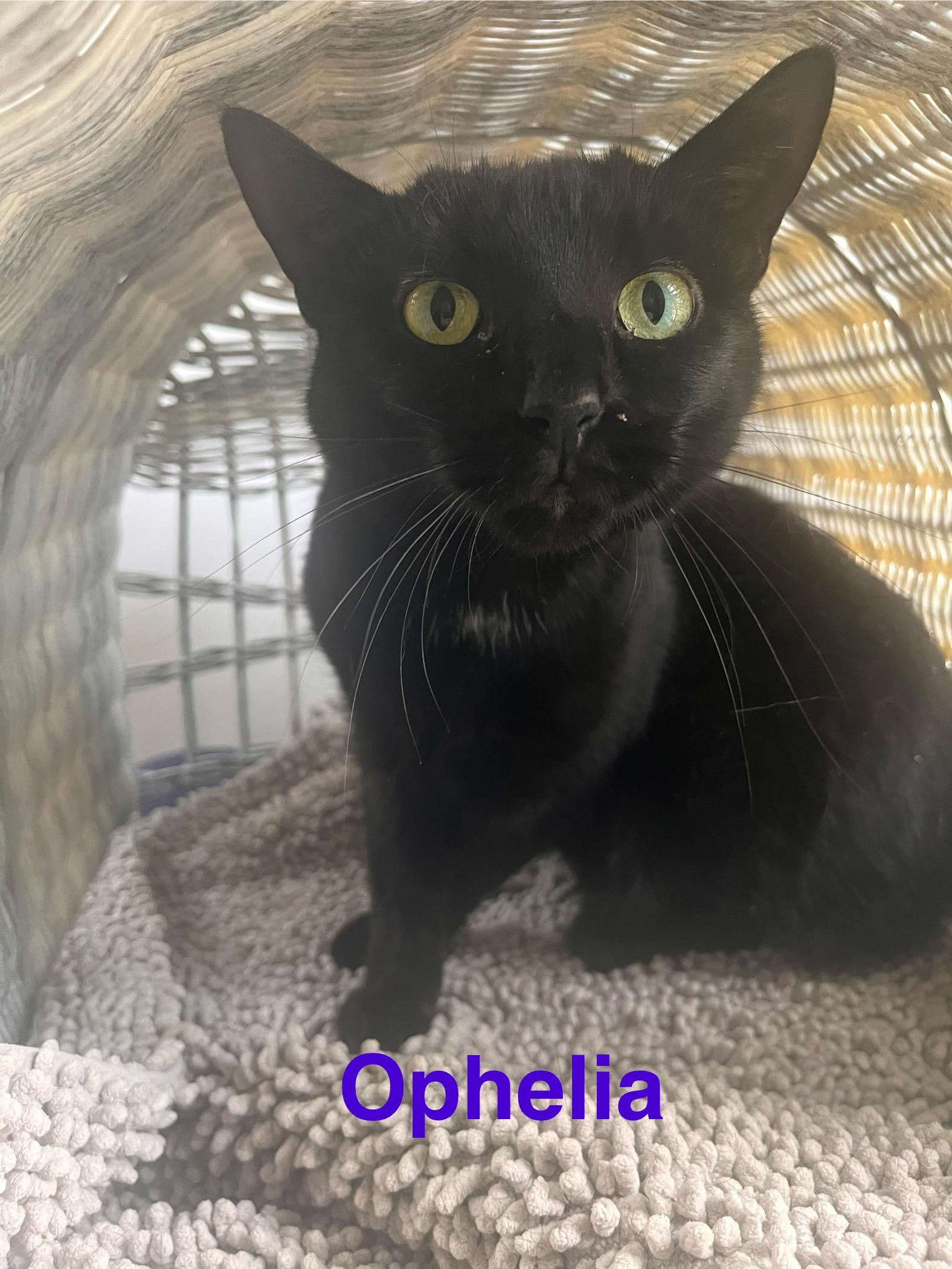 Ophelia, Adult Female American Shorthair