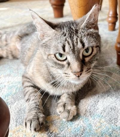 Brandy, a Adoptable Tabby in Philadelphia, PA image 1/3