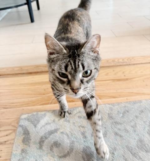 Brandy, a Adoptable Tabby in Philadelphia, PA image 3/3