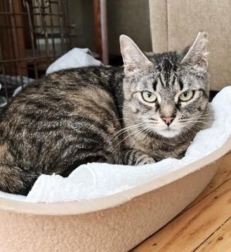 Brandy, a Adoptable Tabby in Philadelphia, PA image 2/3