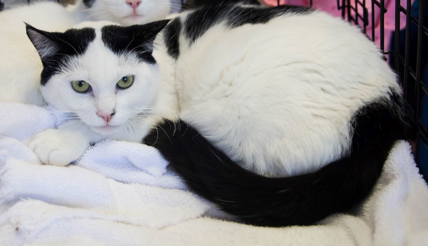 Patches F, a Adoptable Domestic Short Hair in Mission Viejo, CA image 1/2