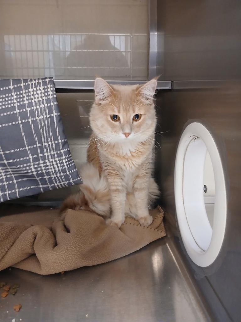 Thomas O'Malley, Adoptable, Young Male Domestic Long Hair.