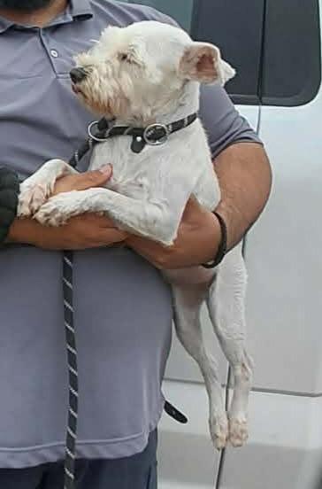 Seb, Adoptable, Young Male Schnauzer.