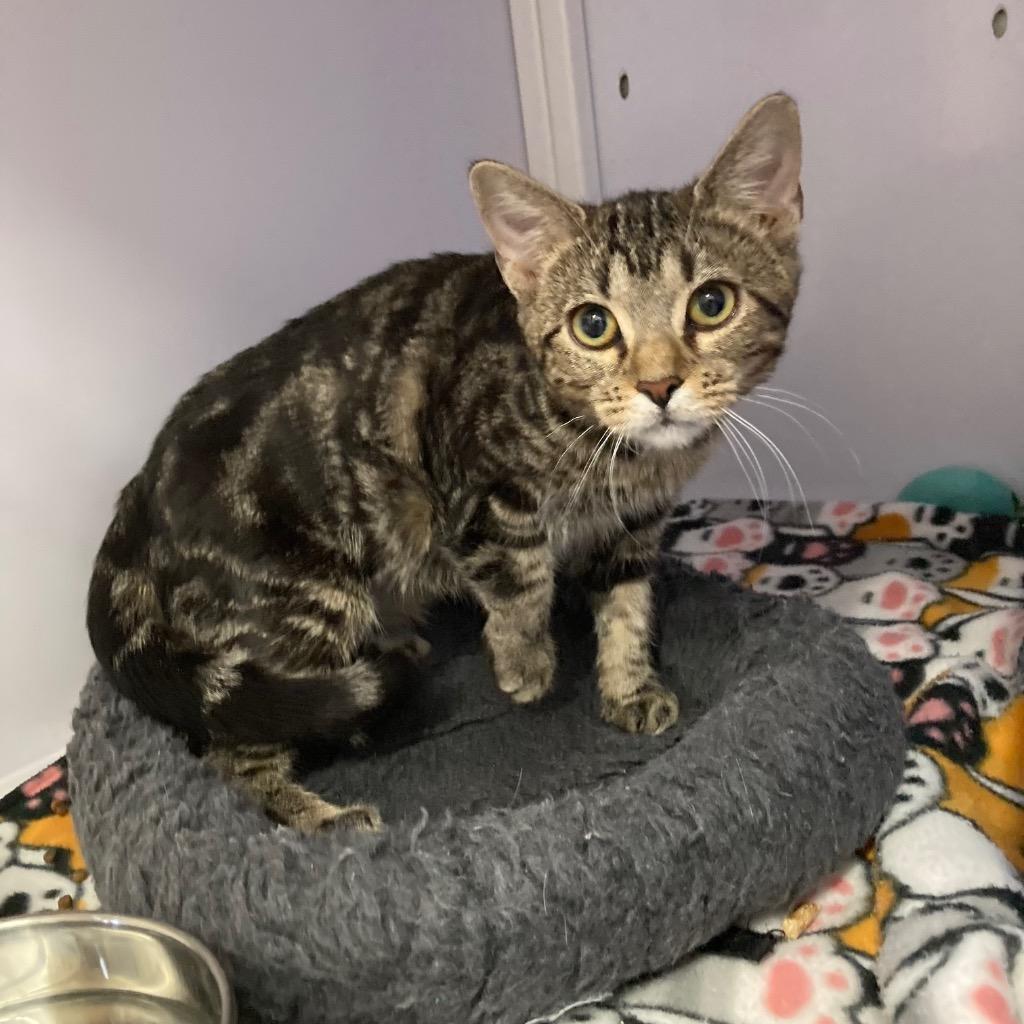 Mycelia, Adoptable, Young Female Domestic Short Hair.