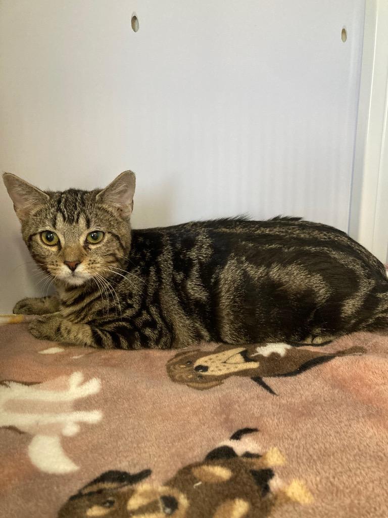 Enlarge Mycelia, a Adoptable mixed breed in Peoria, AZ image 2/2