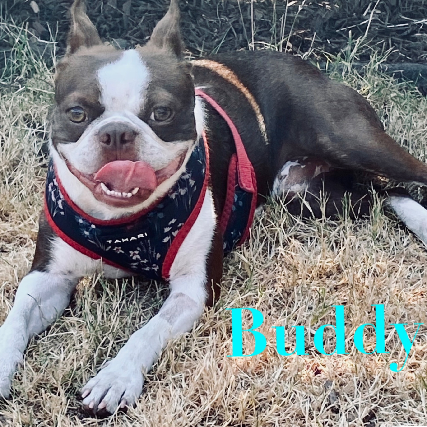 Enlarge BUDDY, a Adopted Boston Terrier in Seattle, WA image 3/3