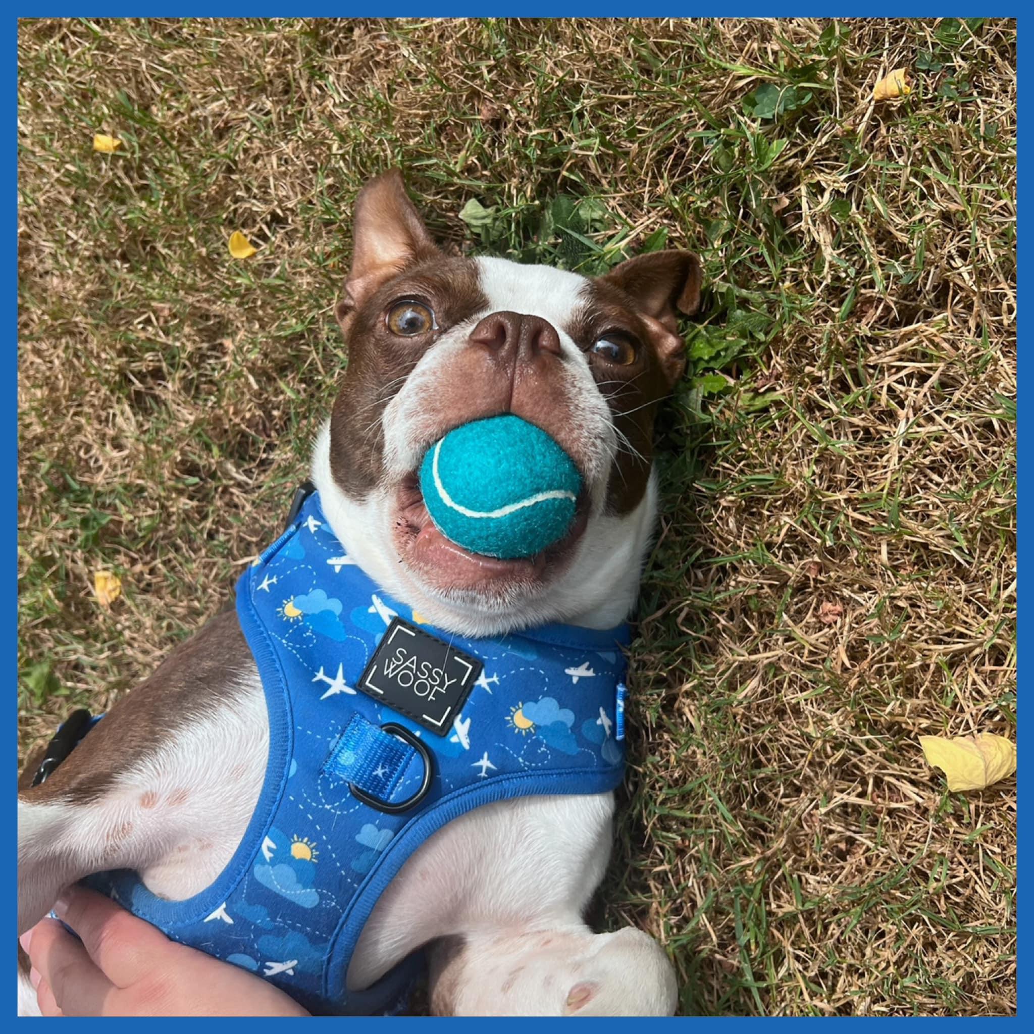 Enlarge BUDDY, a Adopted Boston Terrier in Seattle, WA image 1/3