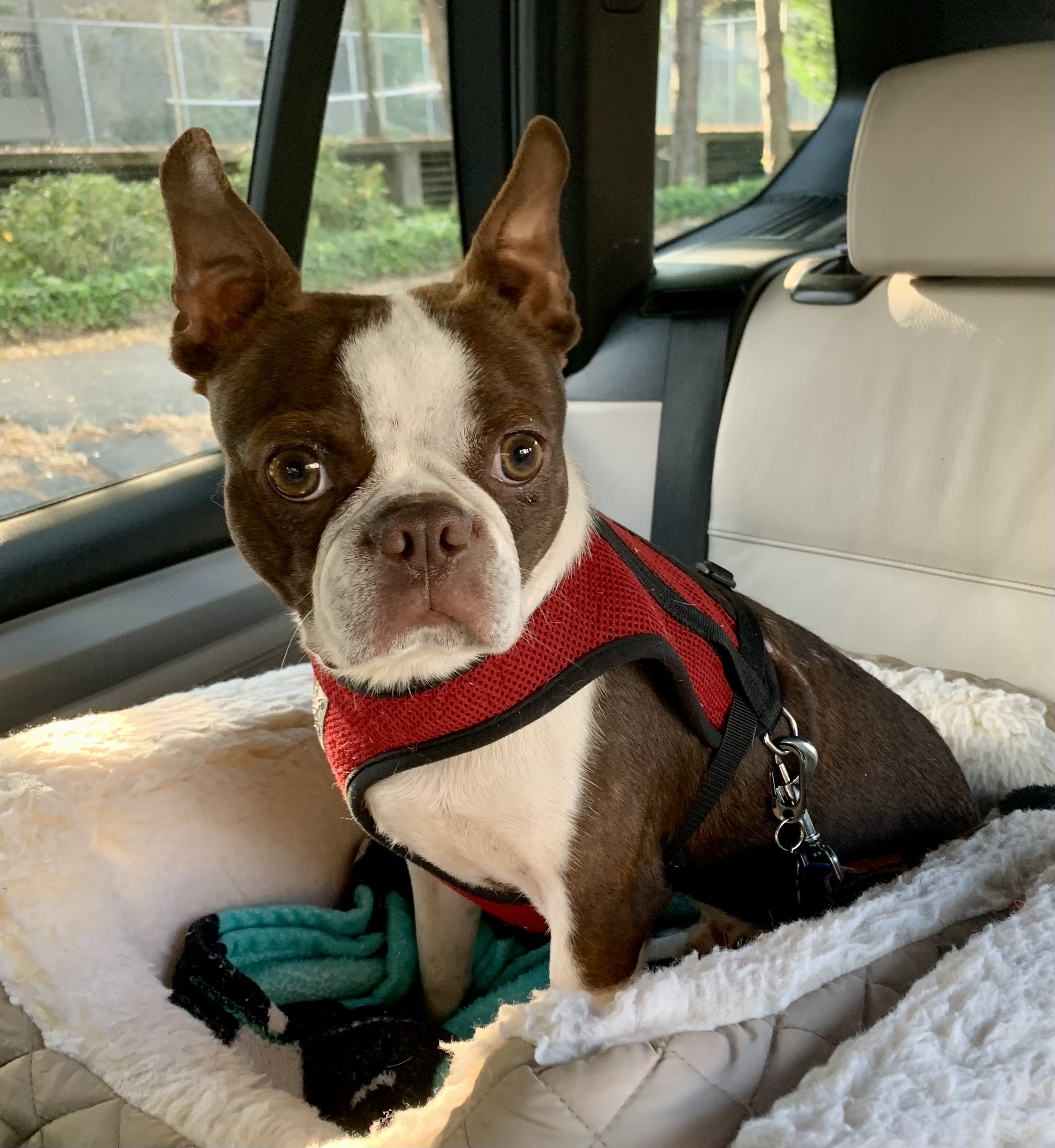 Enlarge BUDDY, a Adopted Boston Terrier in Seattle, WA image 2/3