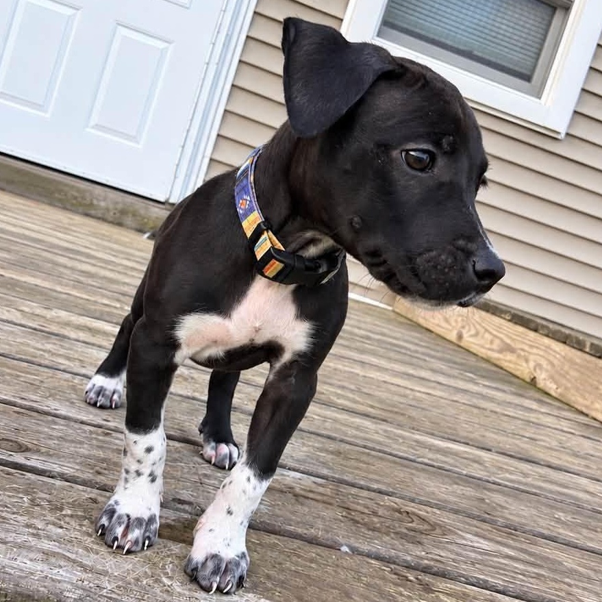 Sneezy (7 Dwarfs), Adopted, Puppy Male Labrador Retriever & Pit Bull Terrier.