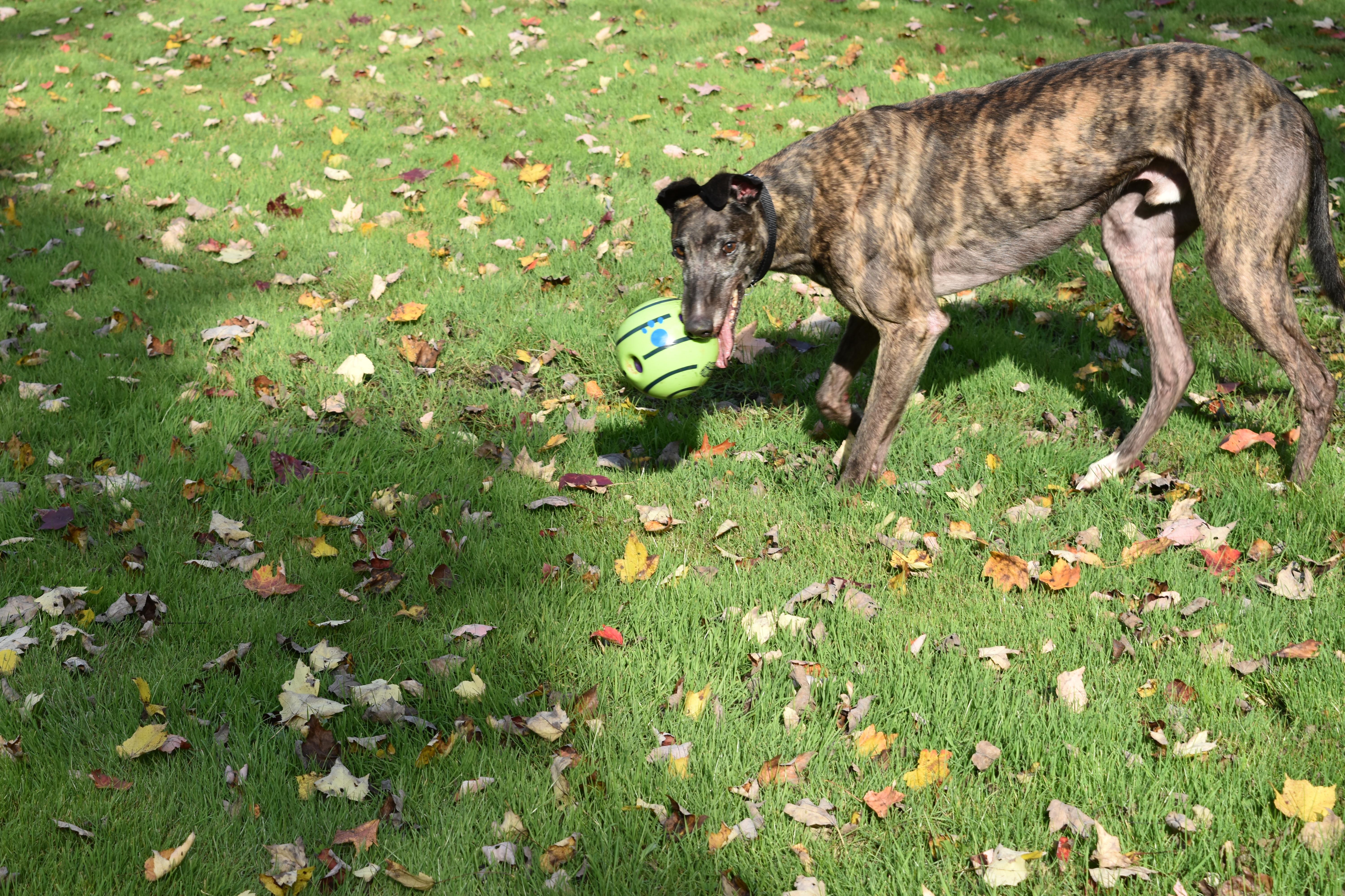 WW Beastly Wrath "Beast", an adopted Greyhound in Chagrin Falls, OH image 2/4