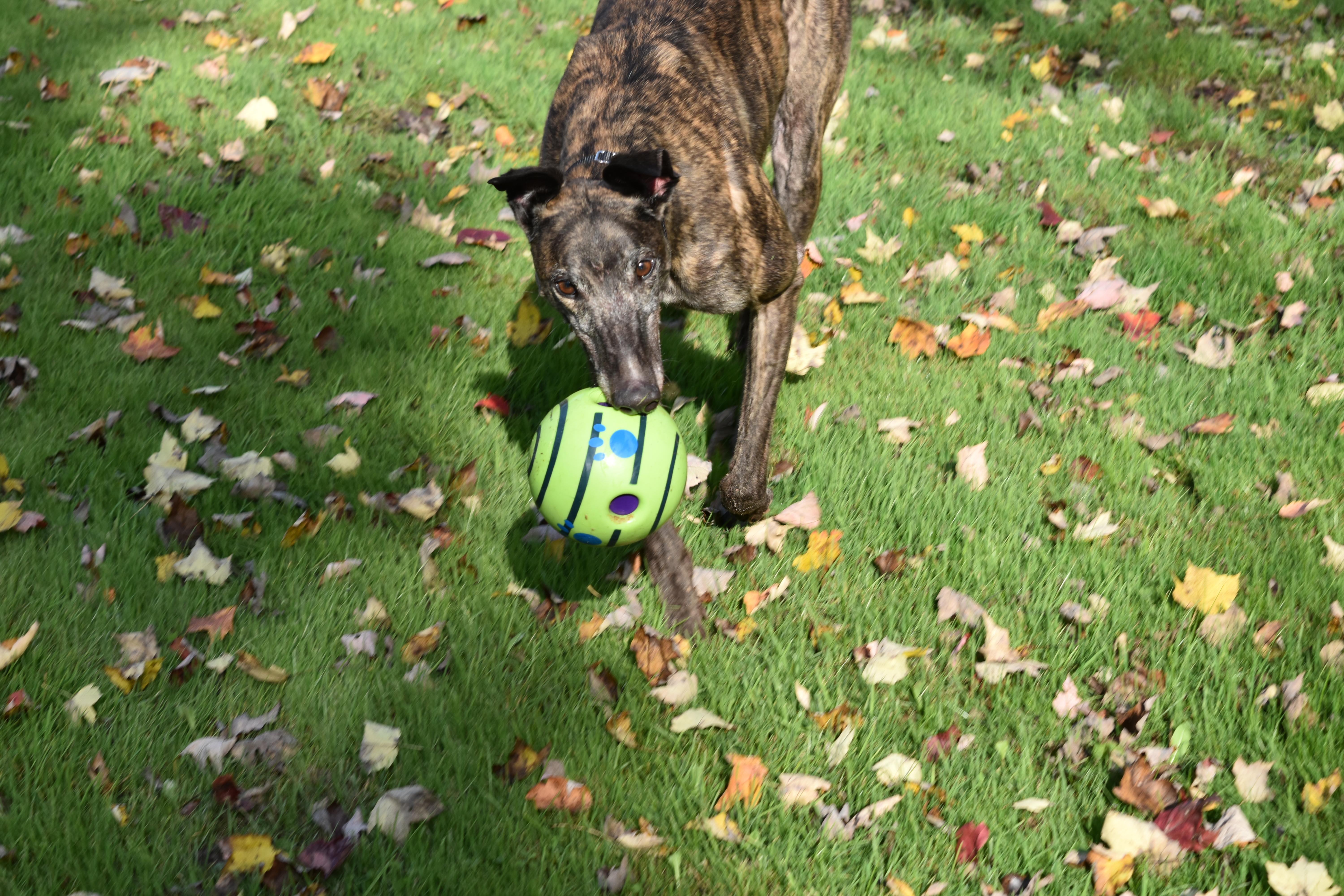 WW Beastly Wrath "Beast", adopted, Adult Male Greyhound.