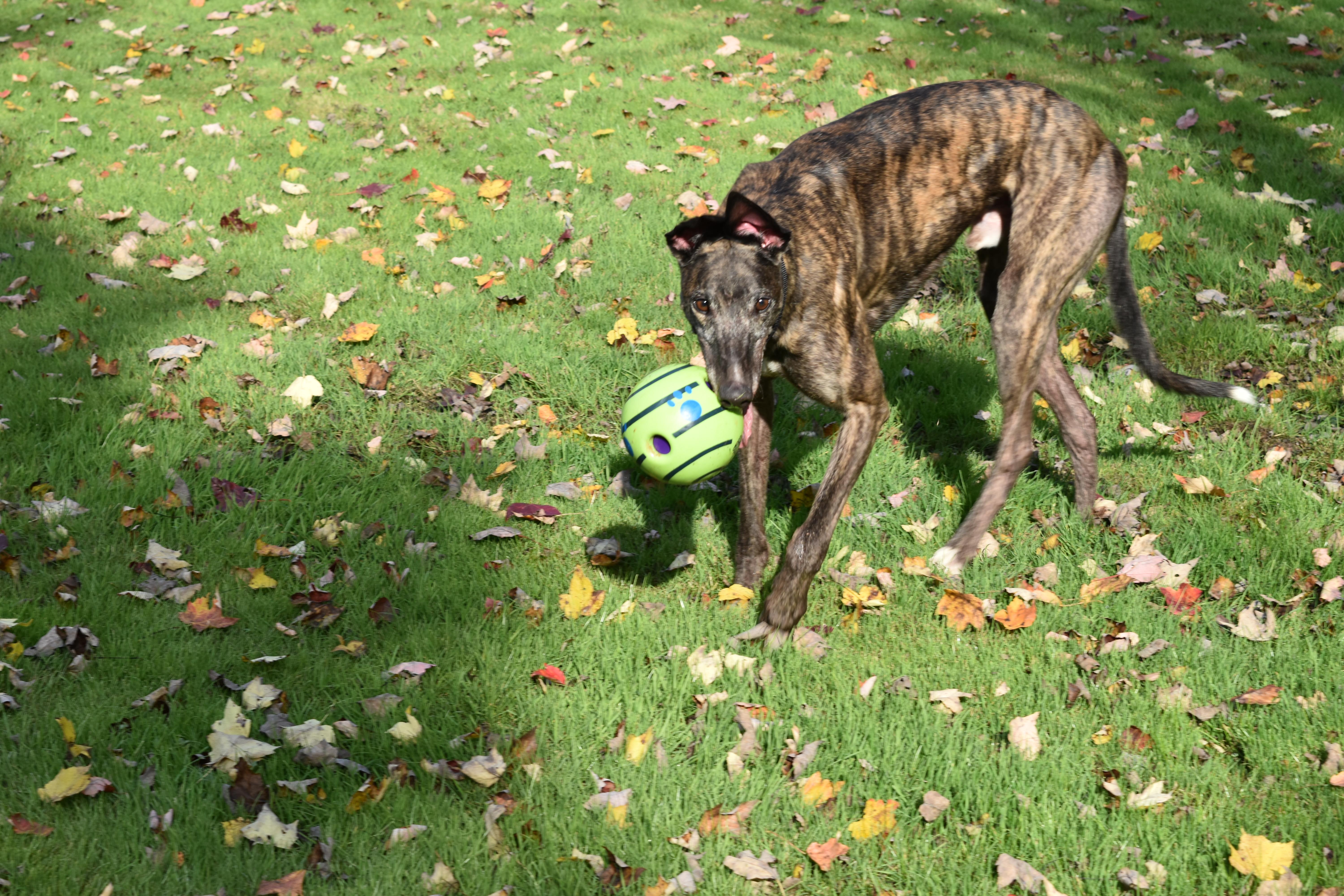 WW Beastly Wrath "Beast", an adopted Greyhound in Chagrin Falls, OH image 3/4
