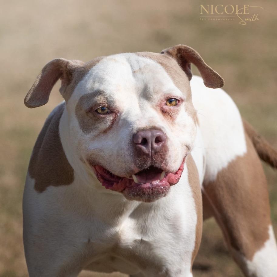 Miles, a Adoptable American Bulldog image 1/2