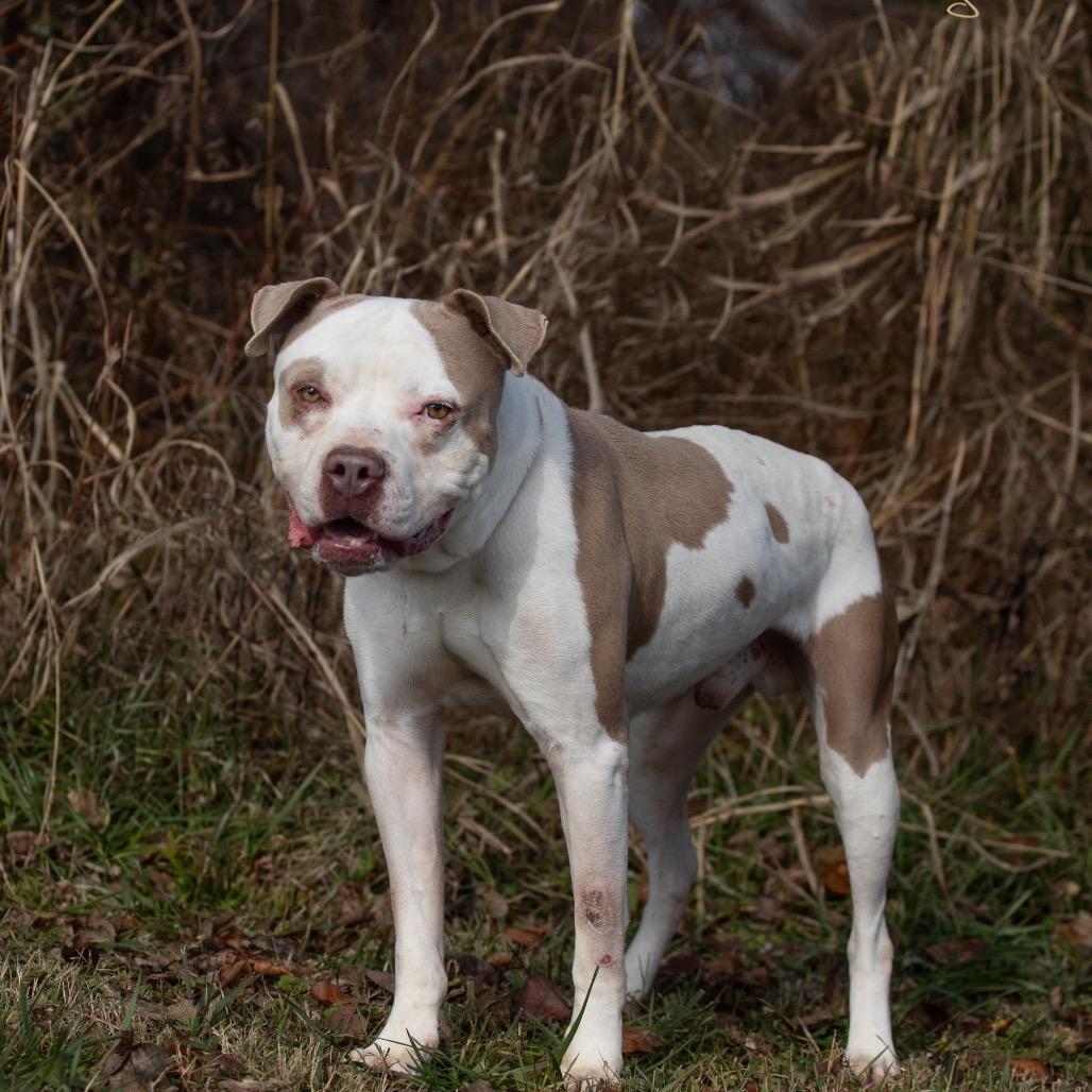 Miles, a Adoptable American Bulldog in Henderson, KY image 2/4