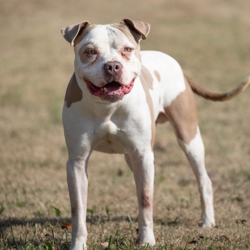 Miles, a Adoptable American Bulldog image 2/2