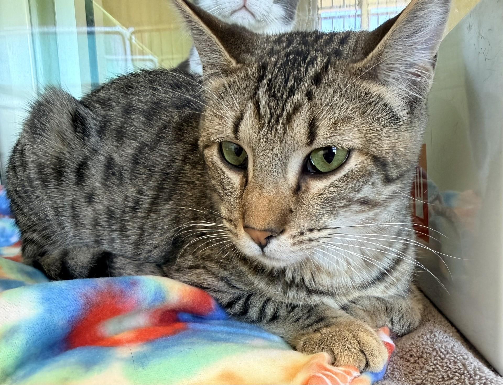 Enlarge Nila, a ADOPTABLE Domestic Short Hair in Murphy, TX image 1/1