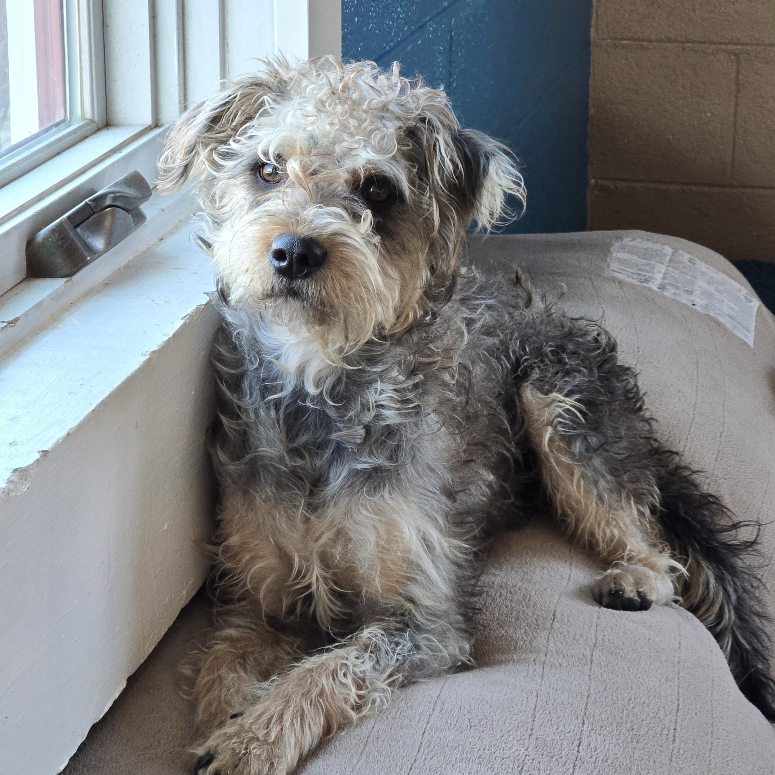 Haylee, ADOPTABLE, Young Female Miniature Poodle.