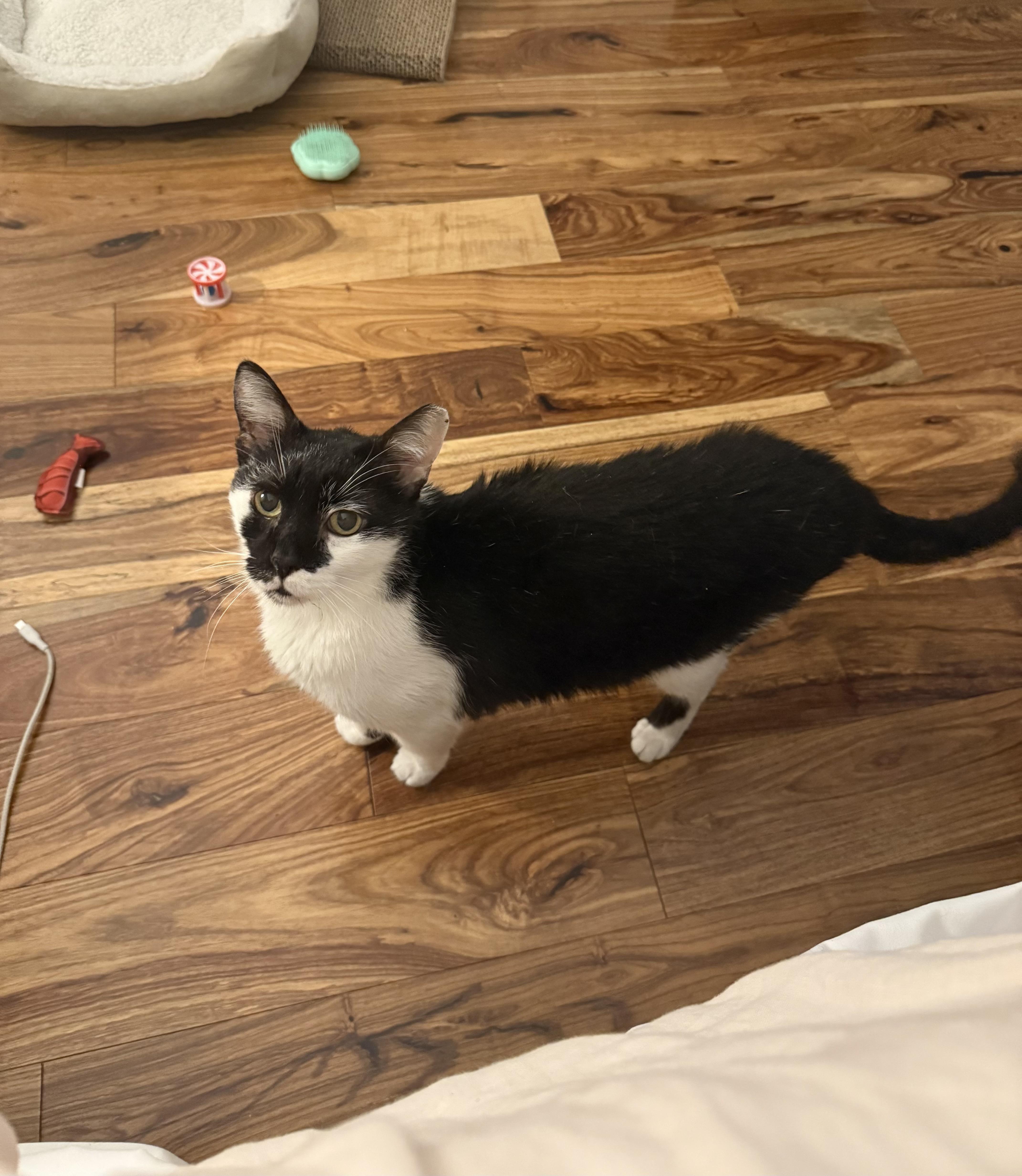 Sweet Grande, Adoptable, Adult Male Domestic Short Hair.